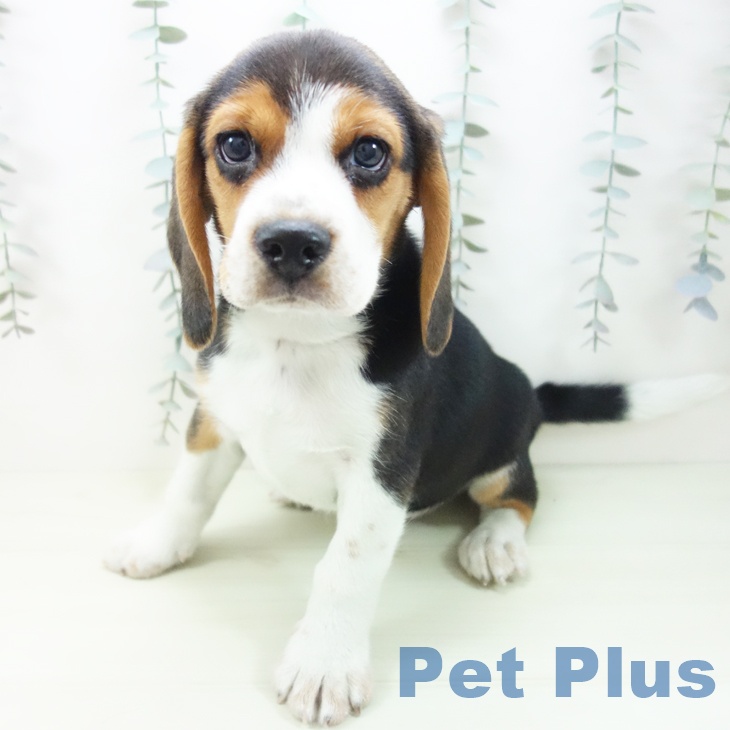 愛知県のビーグル (ペットプラス イオンモール豊川店/2026年1月24日生まれ/男の子/ブラックタンホワイト)の子犬の1枚目の画像