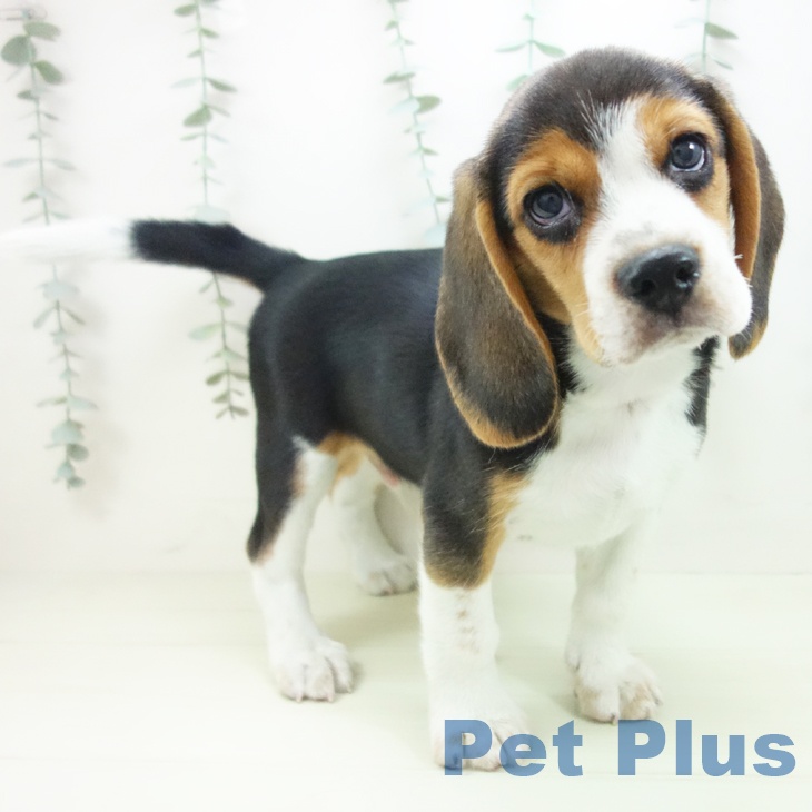 愛知県のビーグル (ペットプラス イオンモール豊川店/2026年1月24日生まれ/男の子/ブラックタンホワイト)の子犬の2枚目の画像