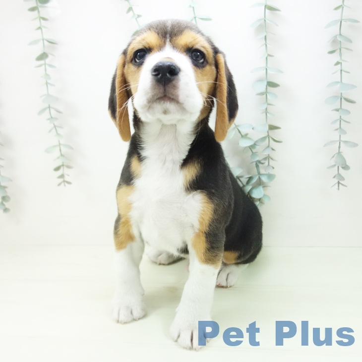三重県のビーグル (ペットプラス 鈴鹿店/2026年1月25日生まれ/男の子/ブラックタンホワイト)の子犬の2枚目の画像