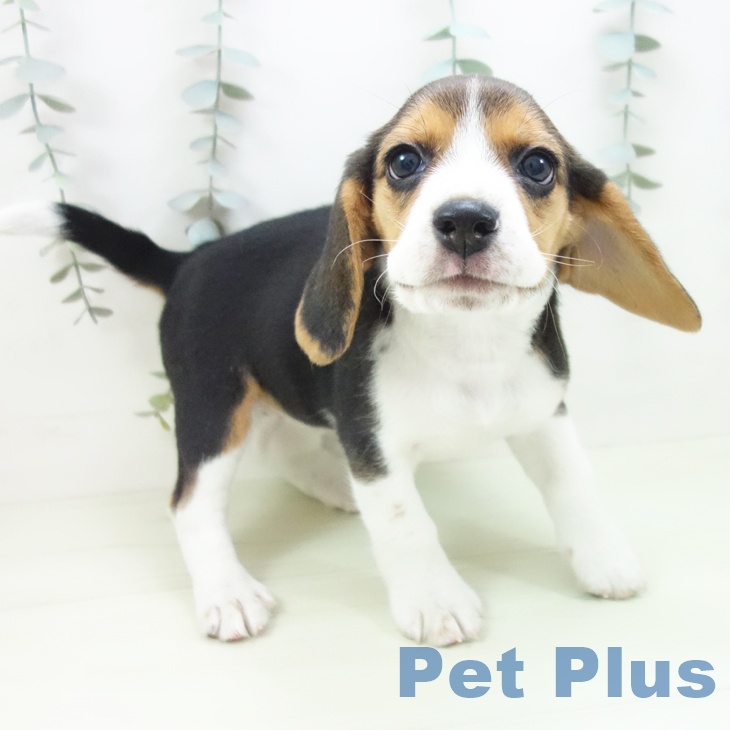 愛知県のビーグル (ペッツワン 東海店/2026年1月25日生まれ/女の子/ブラックタンホワイト)の子犬の1枚目の画像