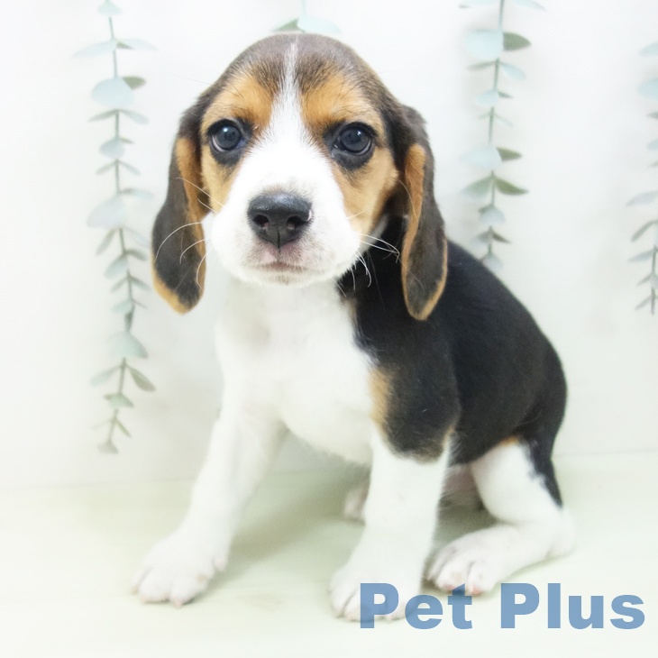 愛知県のビーグル (ペッツワン 東海店/2026年1月25日生まれ/女の子/ブラックタンホワイト)の子犬の2枚目の画像