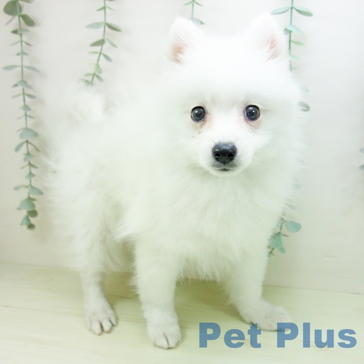 岐阜県の日本スピッツ (ペットプラス 各務原店/2026年1月23日生まれ/女の子/ホワイト)の子犬の1枚目の画像