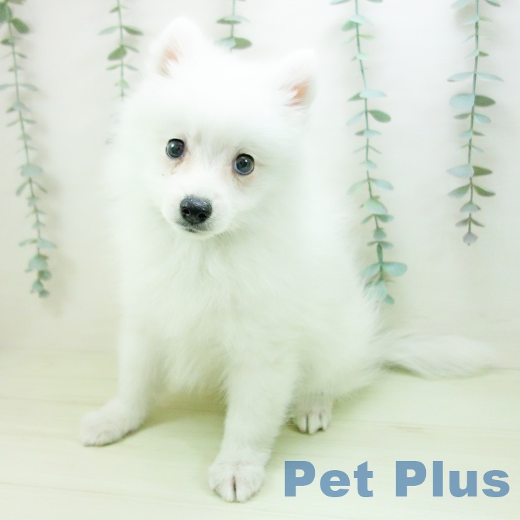 岐阜県の日本スピッツ (ペットプラス 各務原店/2026年1月23日生まれ/女の子/ホワイト)の子犬の2枚目の画像