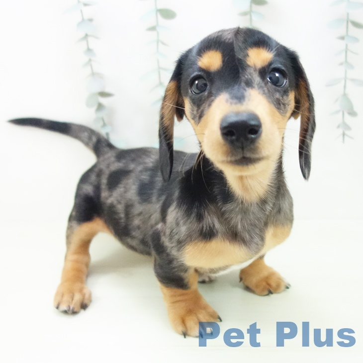 愛知県のミニチュアダックスフンド(ロング) (ペットプラス イオンモール長久手店/2026年1月23日生まれ/女の子/シルバーダップル)の子犬の1枚目の画像