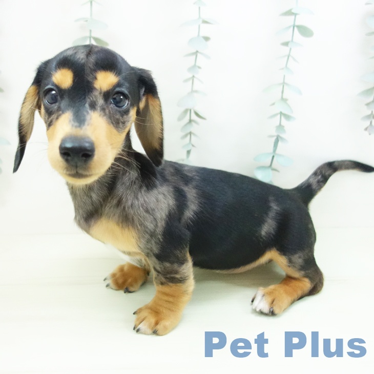 愛知県のミニチュアダックスフンド(ロング) (ペットプラス イオンモール長久手店/2026年1月23日生まれ/女の子/シルバーダップル)の子犬の2枚目の画像