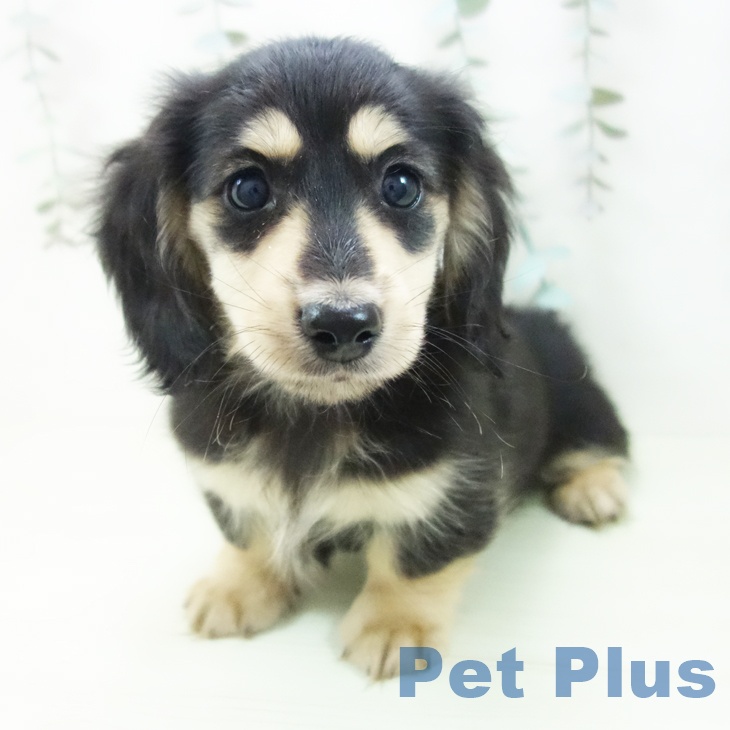 愛知県のミニチュアダックスフンド(ロング) (ペットプラス 東浦店/2026年1月27日生まれ/男の子/ブラックイエロー)の子犬の1枚目の画像