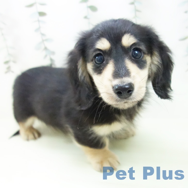 愛知県のミニチュアダックスフンド(ロング) (ペットプラス 東浦店/2026年1月27日生まれ/男の子/ブラックイエロー)の子犬の2枚目の画像