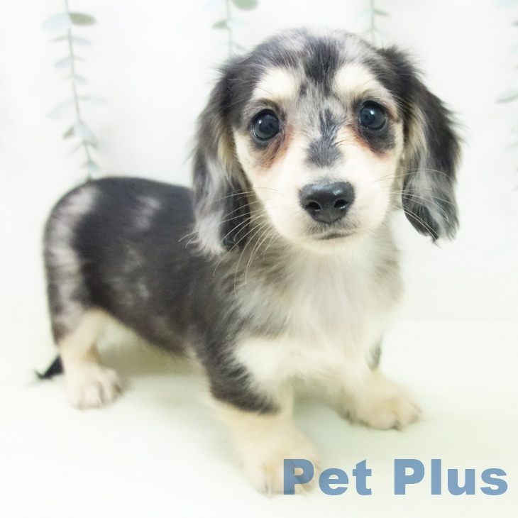 愛知県のミニチュアダックスフンド(ロング) (ペッツワン 東海店/2026年1月27日生まれ/女の子/シルバーダップル)の子犬