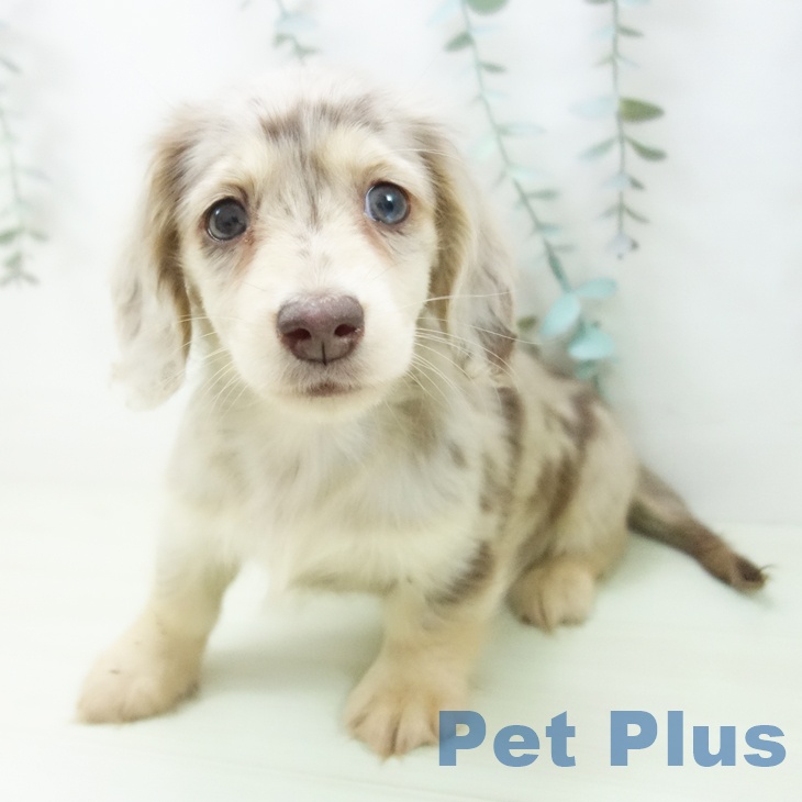 富山県のミニチュアダックスフンド(ロング) (ペットプラス 高岡店/2026年1月27日生まれ/女の子/チョコレートダップル)の子犬の1枚目の画像