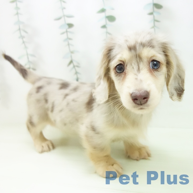 富山県のミニチュアダックスフンド(ロング) (ペットプラス 高岡店/2026年1月27日生まれ/女の子/チョコレートダップル)の子犬の2枚目の画像