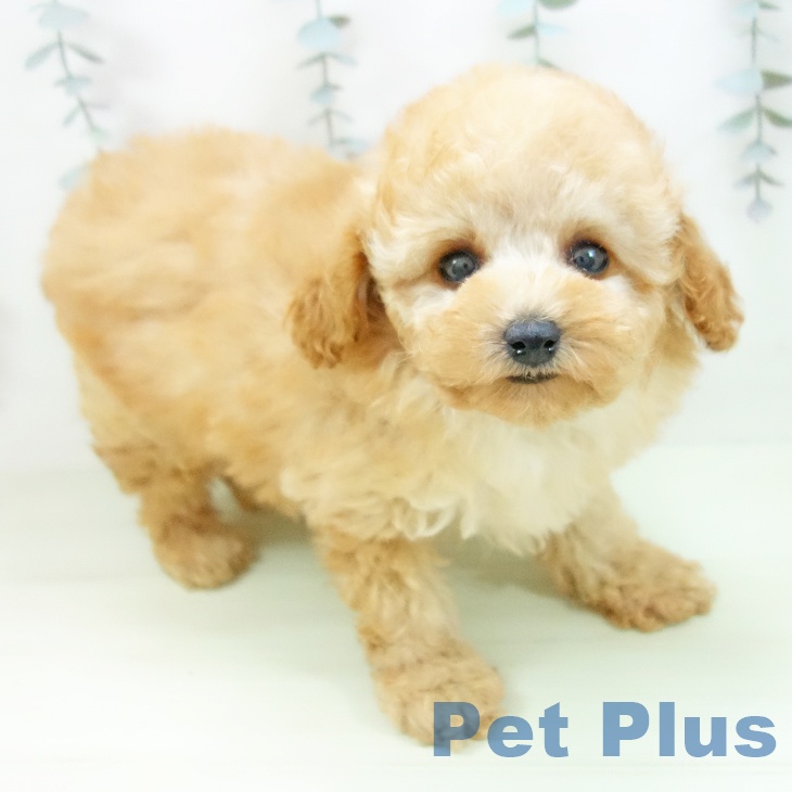 トイ・プードル