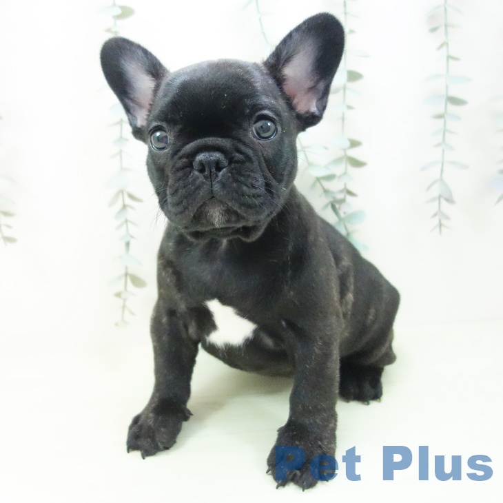 フレンチ・ブルドッグの写真2