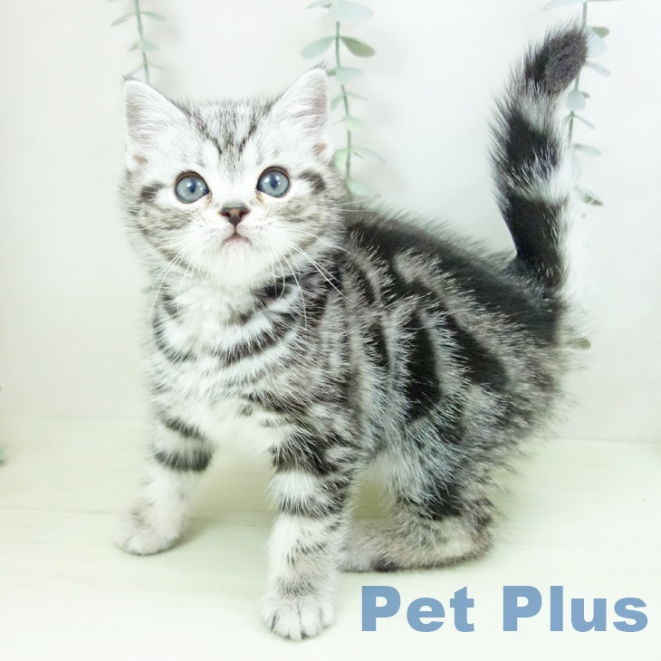 アメリカンショートヘア