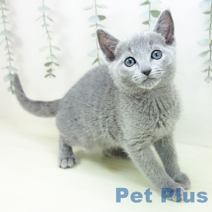 ロシアンブルー