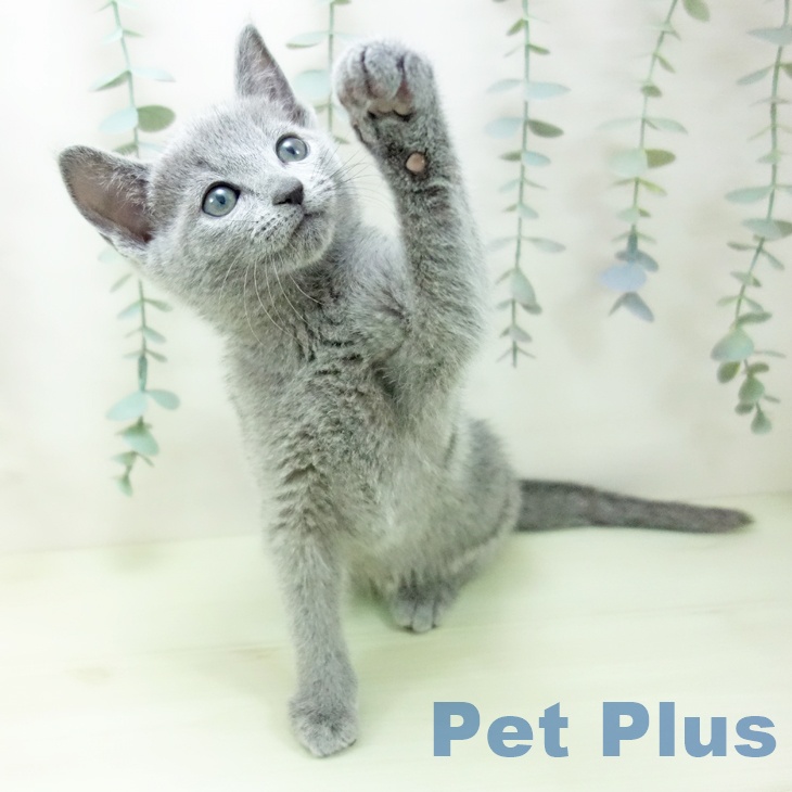 ロシアンブルー