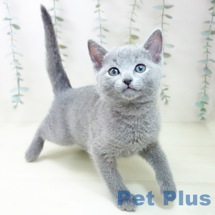 福岡県のロシアンブルー (ペットプラス 八幡東店/2026年1月26日生まれ/男の子/ブルー)の子猫の1枚目の画像