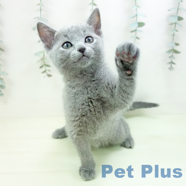 福岡県のロシアンブルー (ペットプラス 八幡東店/2026年1月26日生まれ/男の子/ブルー)の子猫の2枚目の画像