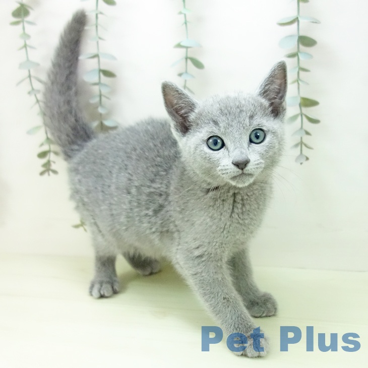 福岡県のロシアンブルー (ペットプラス ららぽーと福岡店/2026年1月26日生まれ/男の子/ブルー)の子猫の1枚目の画像