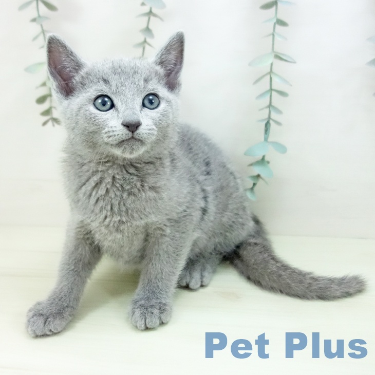福岡県のロシアンブルー (ペットプラス ららぽーと福岡店/2026年1月26日生まれ/男の子/ブルー)の子猫の2枚目の画像