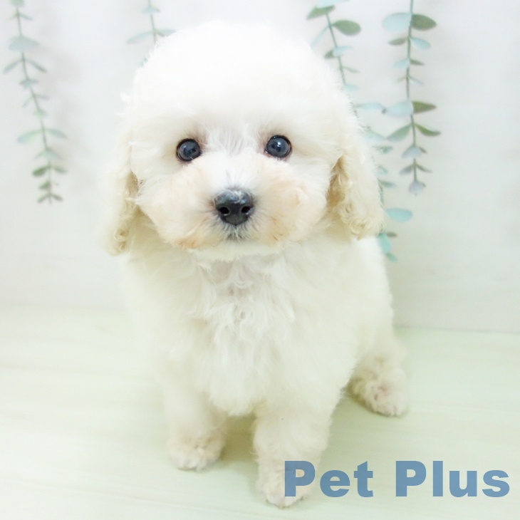 愛知県のトイプードル(トイ) (ペットプラス イオンモール豊川店/2026年1月26日生まれ/男の子/ホワイト)の子犬
