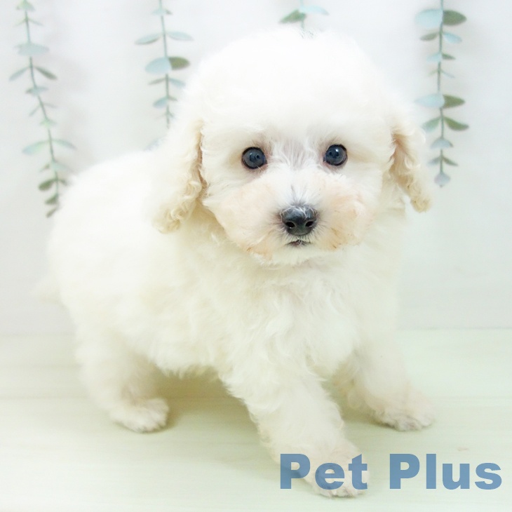 愛知県のトイプードル(トイ) (ペットプラス イオンモール豊川店/2026年1月26日生まれ/男の子/ホワイト)の子犬の2枚目の画像