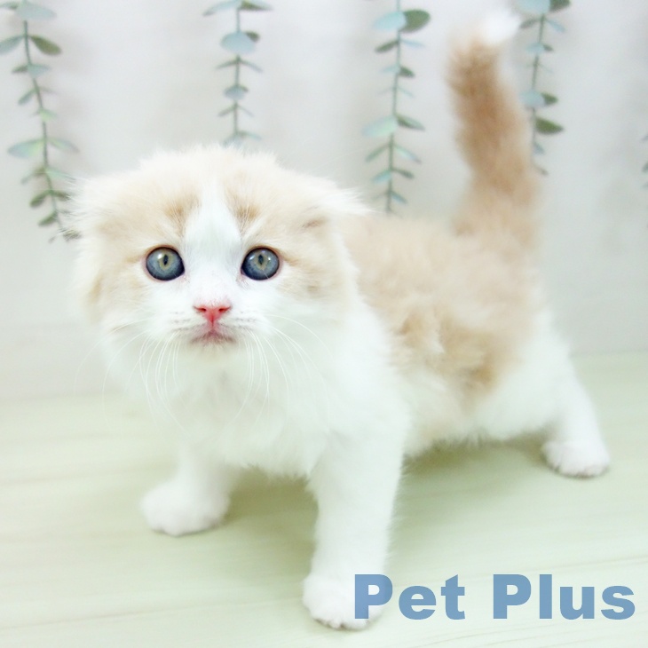 愛知県のスコティッシュフォールド (ペットプラス ナゴヤドーム前店/2026年1月29日生まれ/男の子/クリームタビーホワイト)の子猫の1枚目の画像
