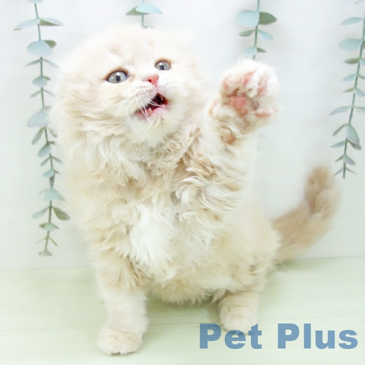 スコティッシュフォールドの写真2