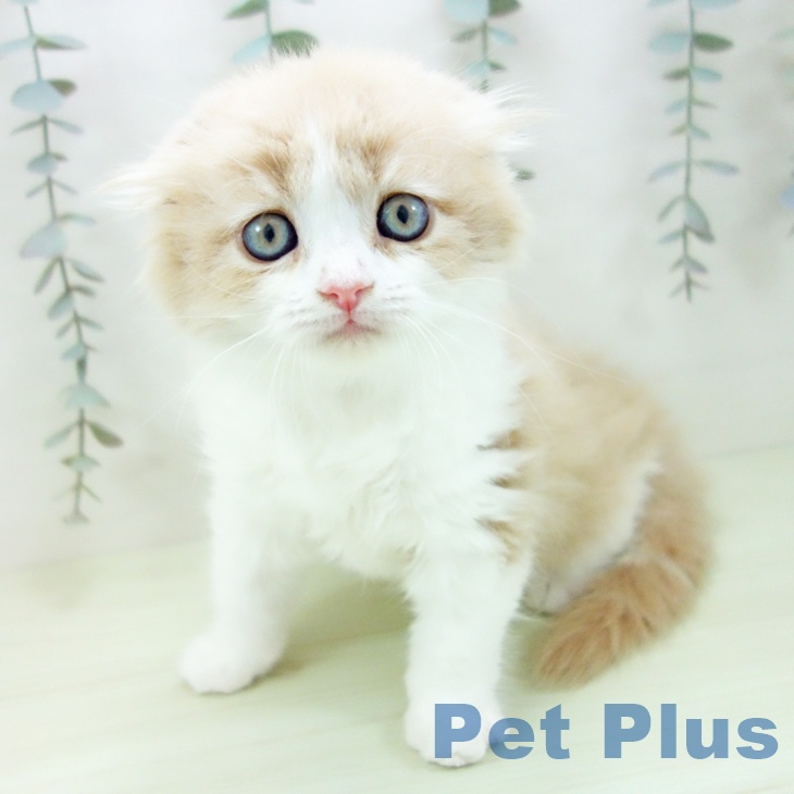 スコティッシュフォールド