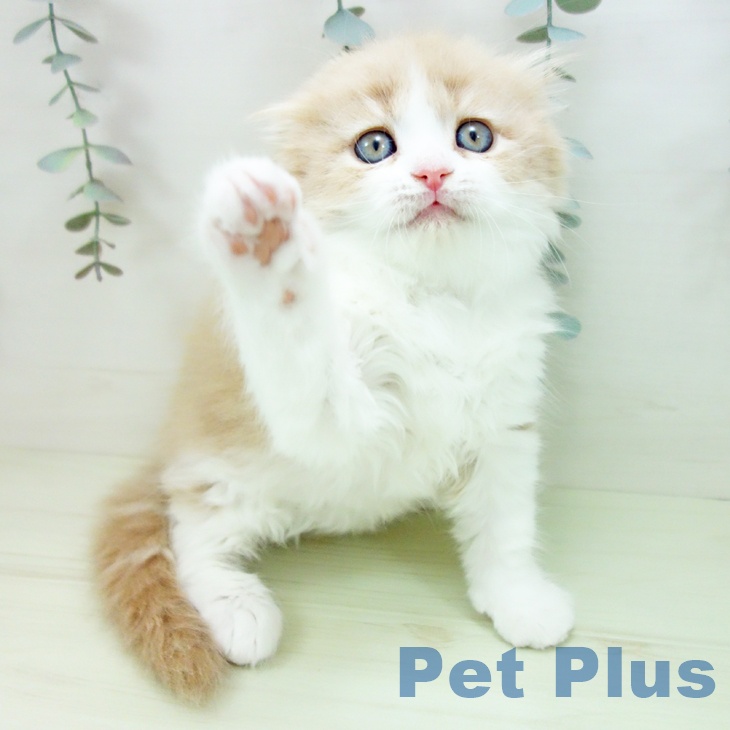 スコティッシュフォールドの写真2