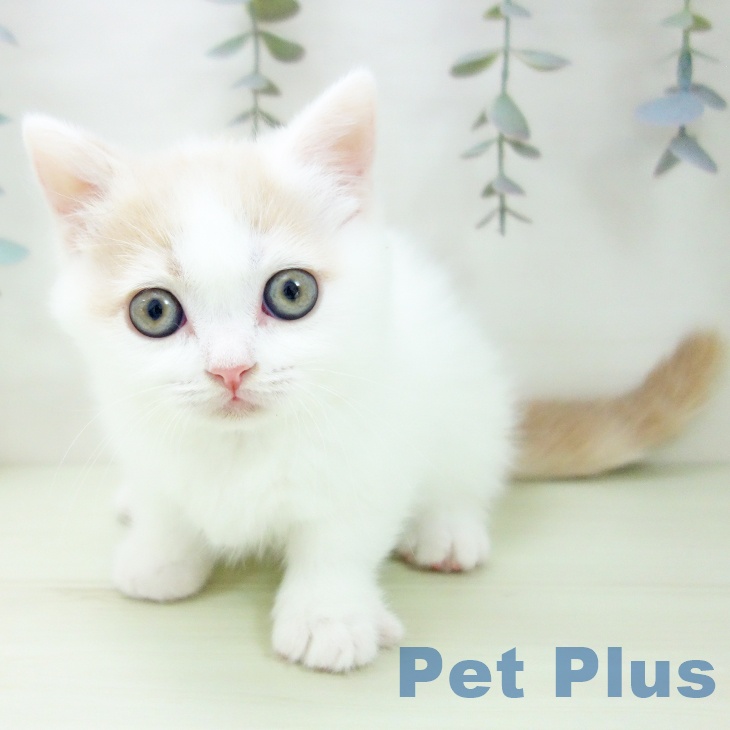 愛知県のマンチカン (ペットプラス 豊田店/2026年1月24日生まれ/女の子/クリームタビーホワイト)の子猫の1枚目の画像