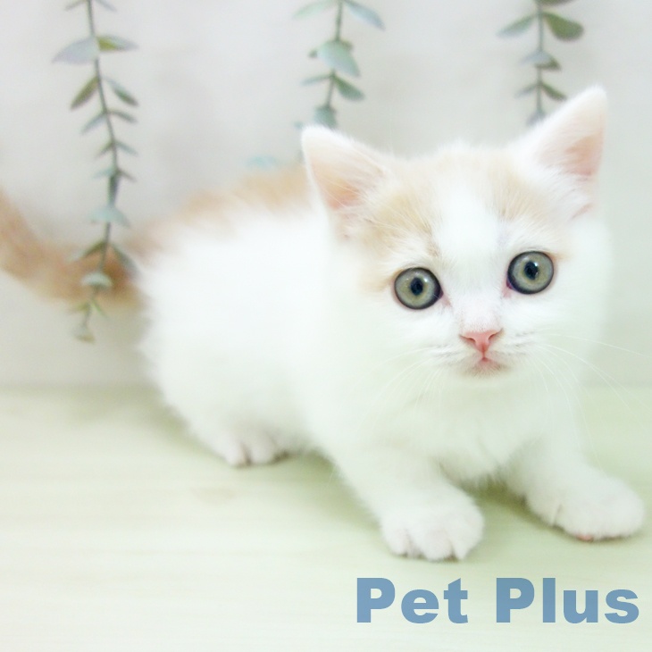 愛知県のマンチカン (ペットプラス 豊田店/2026年1月24日生まれ/女の子/クリームタビーホワイト)の子猫の2枚目の画像