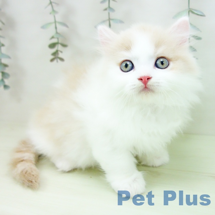 岐阜県のマンチカン (ペットプラス 各務原店/2026年1月24日生まれ/男の子/クリームタビーホワイト)の子猫の1枚目の画像