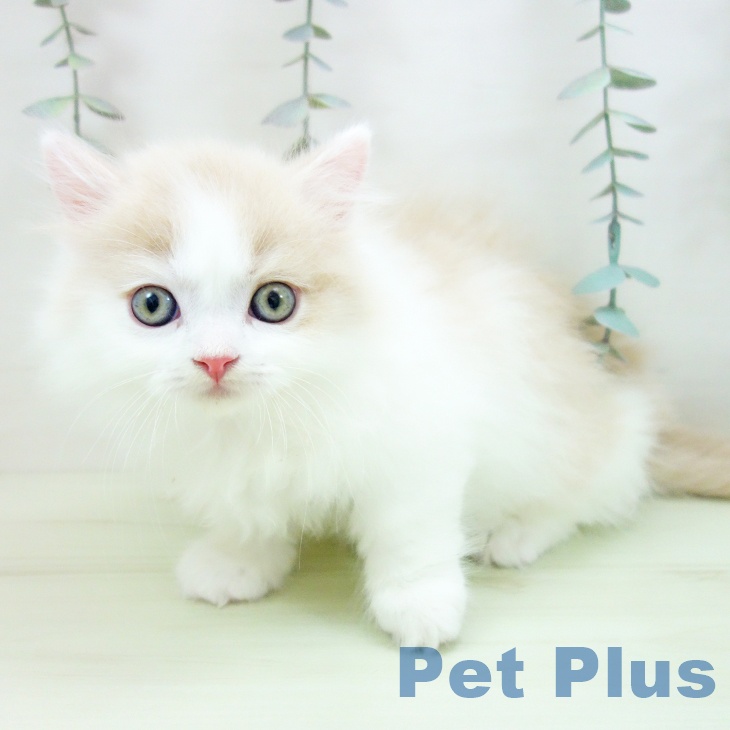 岐阜県のマンチカン (ペットプラス 各務原店/2026年1月24日生まれ/男の子/クリームタビーホワイト)の子猫の2枚目の画像