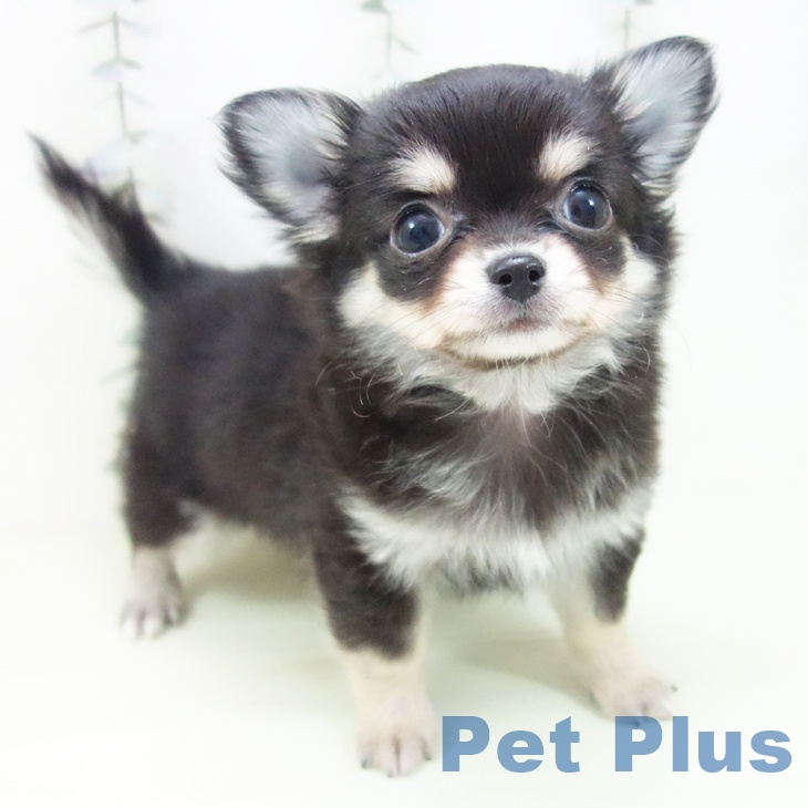愛知県のチワワ(ロング) (ペットプラス イオンモール長久手店/2026年1月28日生まれ/男の子/ブラックタン)の子犬
