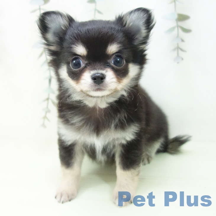 愛知県のチワワ(ロング) (ペットプラス イオンモール長久手店/2026年1月28日生まれ/男の子/ブラックタン)の子犬の2枚目の画像