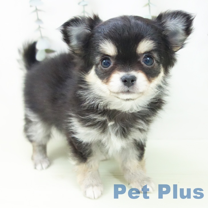 愛知県のチワワ(ロング) (ペットプラス 熱田店/2026年1月28日生まれ/女の子/ブラックタン)の子犬の1枚目の画像