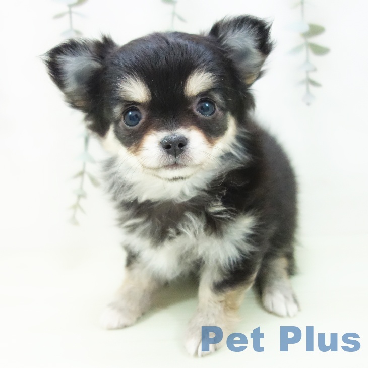 愛知県のチワワ(ロング) (ペットプラス 熱田店/2026年1月28日生まれ/女の子/ブラックタン)の子犬の2枚目の画像
