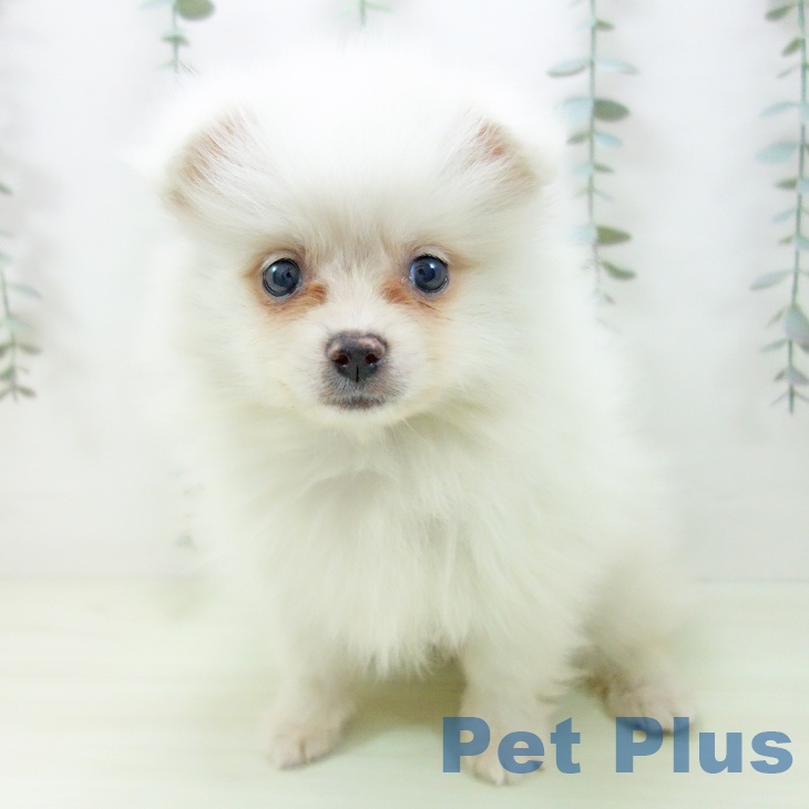 愛知県のポメラニアン (ペットプラス 東浦店/2026年1月23日生まれ/男の子/クリーム)の子犬