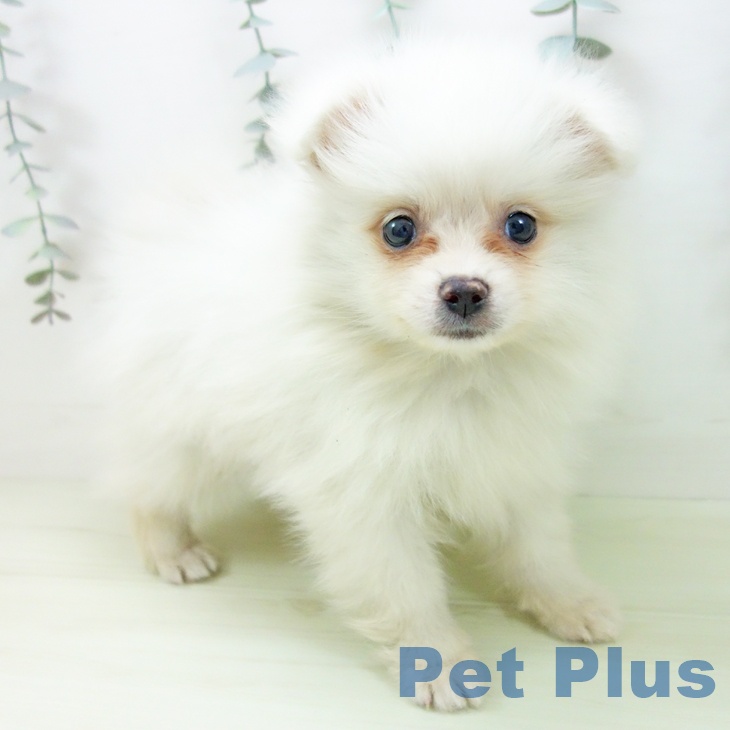 愛知県のポメラニアン (ペットプラス 東浦店/2026年1月23日生まれ/男の子/クリーム)の子犬の2枚目の画像