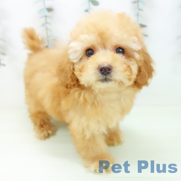 岐阜県のトイプードル(トイ) (ペットプラス 各務原店/2026年1月22日生まれ/女の子/アプリコット)の子犬
