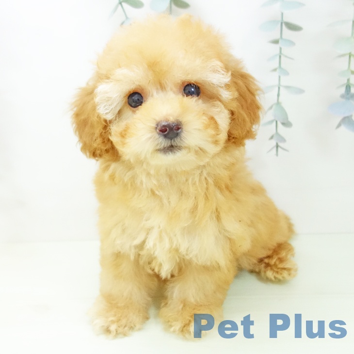 岐阜県のトイプードル(トイ) (ペットプラス 各務原店/2026年1月22日生まれ/女の子/アプリコット)の子犬の2枚目の画像