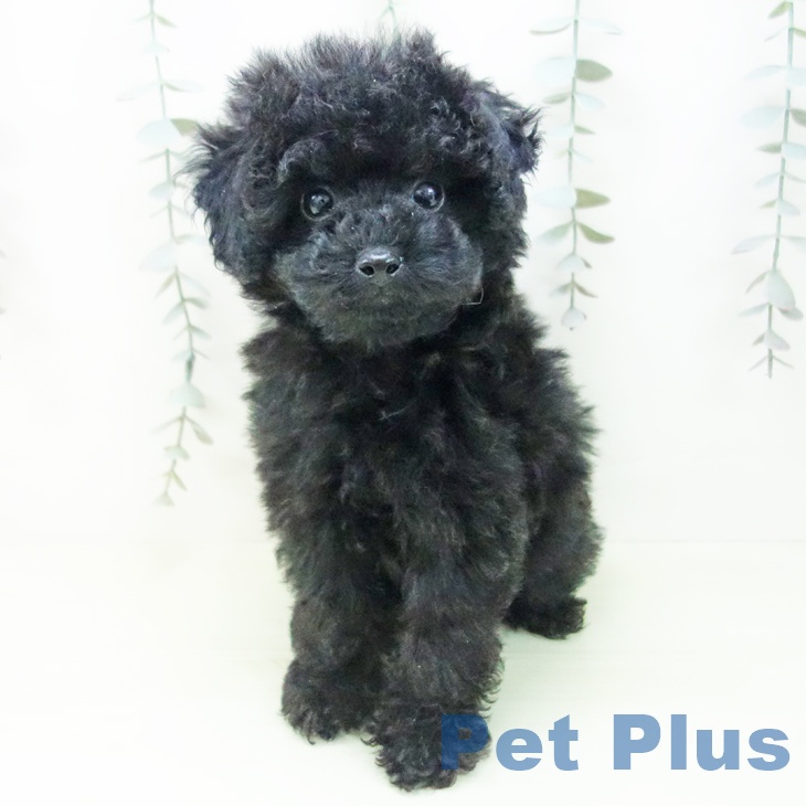 愛知県のトイプードル(トイ) (ペットプラス ナゴヤドーム前店/2026年1月22日生まれ/女の子/ブラック)の子犬の1枚目の画像