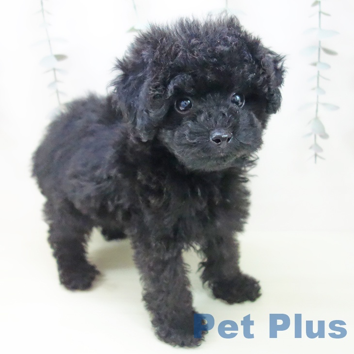 愛知県のトイプードル(トイ) (ペットプラス ナゴヤドーム前店/2026年1月22日生まれ/女の子/ブラック)の子犬の2枚目の画像