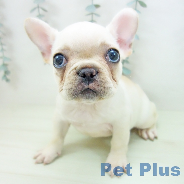 岐阜県のフレンチブルドッグ (ペットプラス 光ケ丘店/2026年1月19日生まれ/女の子/クリーム)の子犬の1枚目の画像