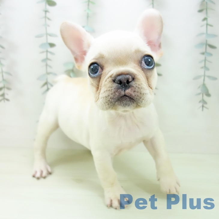 岐阜県のフレンチブルドッグ (ペットプラス 光ケ丘店/2026年1月19日生まれ/女の子/クリーム)の子犬の2枚目の画像