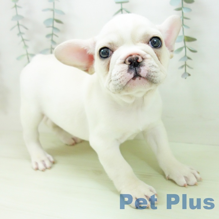 フレンチ・ブルドッグ