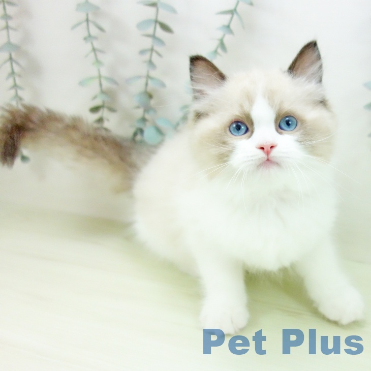 福岡県のラグドール (ペットプラス 福岡伊都店/2026年1月26日生まれ/男の子/シールポイントバイカラー)の子猫の1枚目の画像