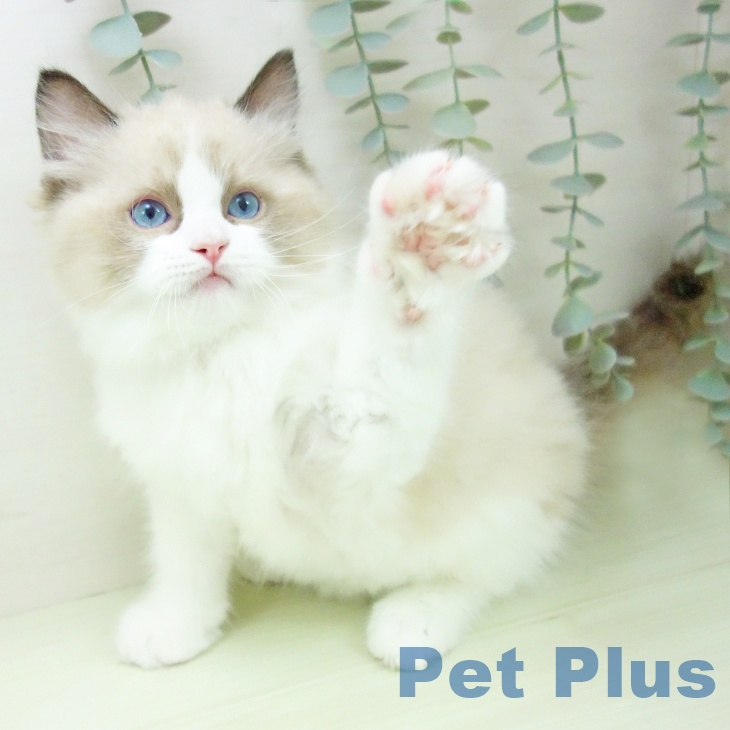 福岡県のラグドール (ペットプラス 福岡伊都店/2026年1月26日生まれ/男の子/シールポイントバイカラー)の子猫の2枚目の画像