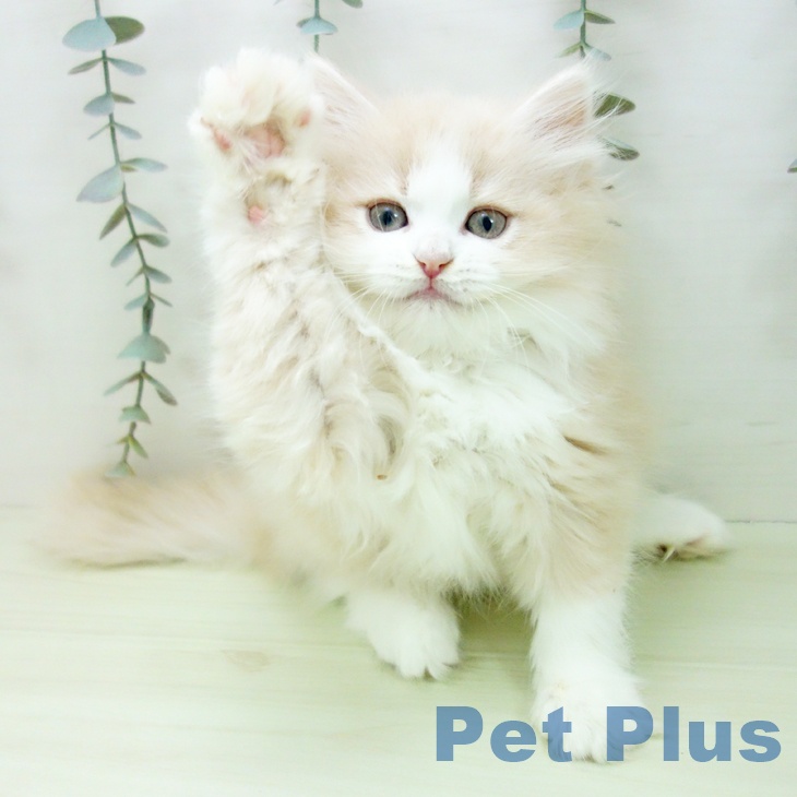 ラガマフィンの写真2