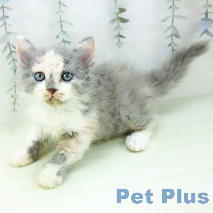 愛知県のセルカークレックス (ペットプラス ナゴヤドーム前店/2026年1月28日生まれ/女の子/ダイリュートキャリコ)の子猫の1枚目の画像